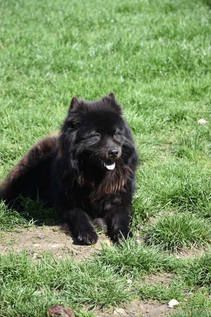 Jeawolf de l'Orée du Serpentout