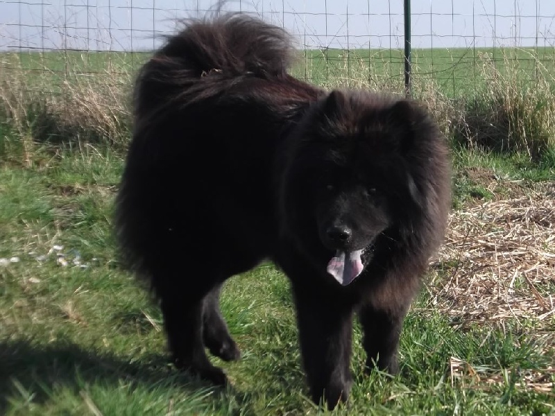 Jeawolf de l'Orée du Serpentout