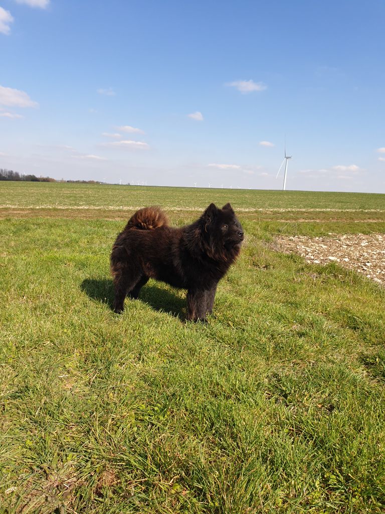 Jeawolf de l'Orée du Serpentout