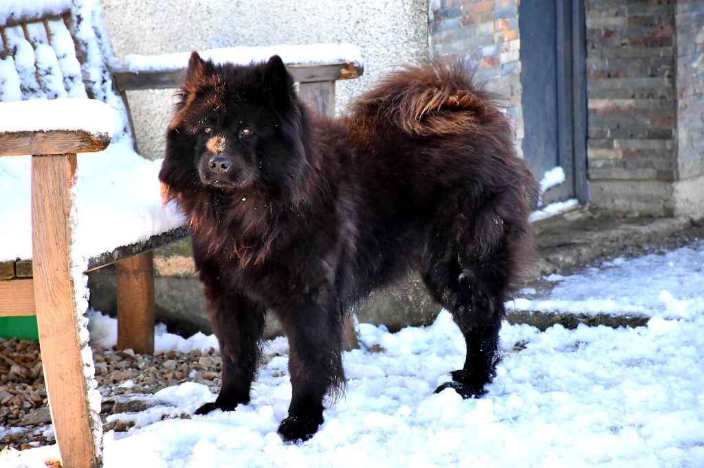 Jeawolf de l'Orée du Serpentout