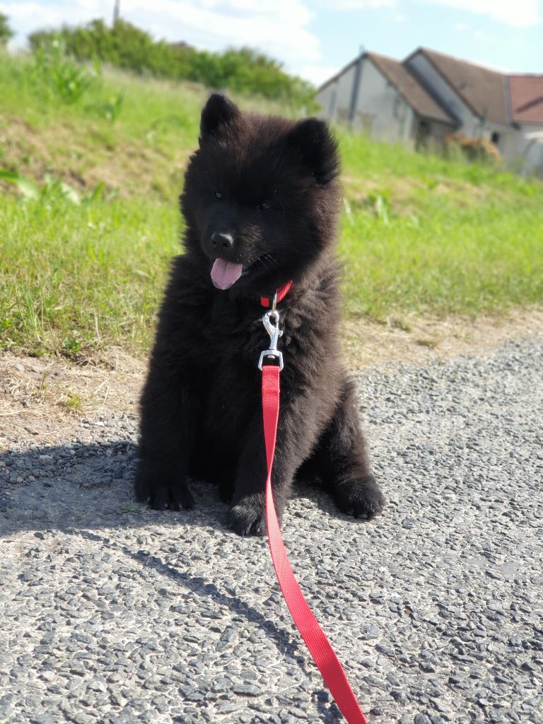 Sublime black Des Plaines De Sirius