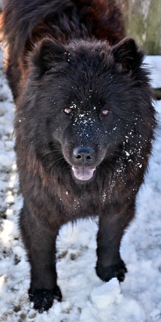 Sublime black Des Plaines De Sirius