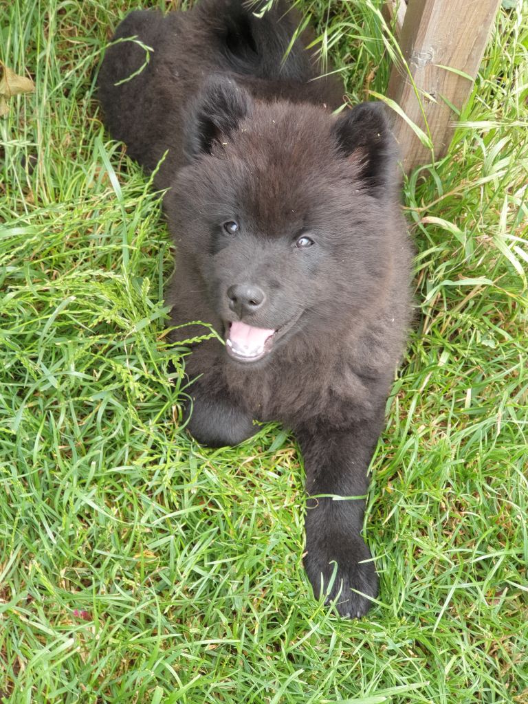 Sublime black Des Plaines De Sirius