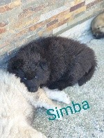 Simba