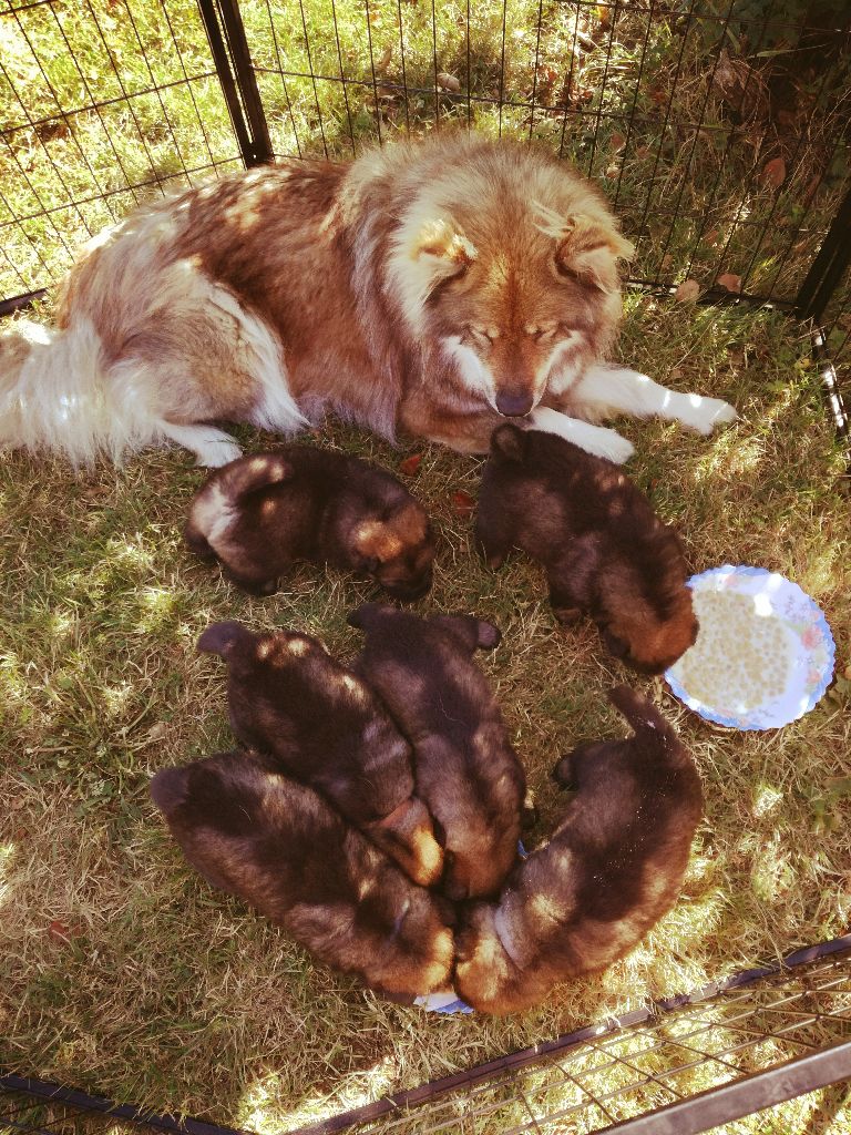 Des Plaines De Sirius - Eurasier - Portée née le 20/07/2017
