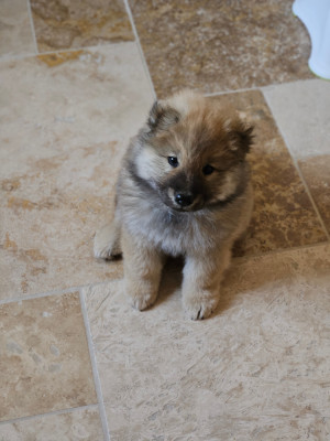 CHIOT 1